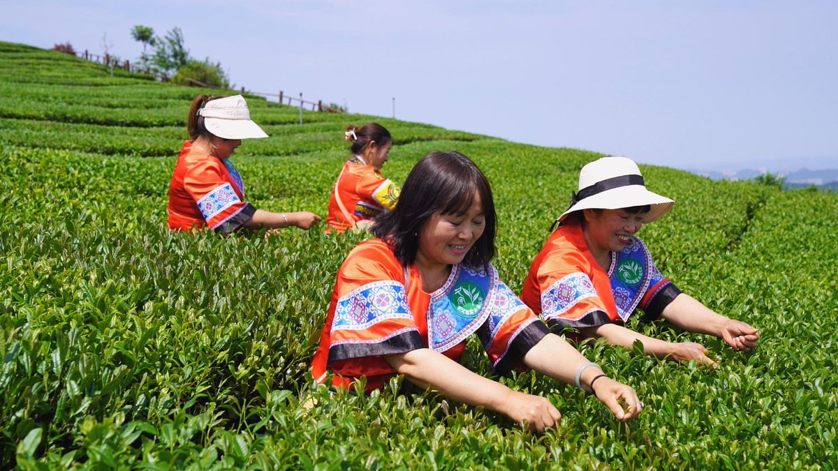 Jiuan Township is one of Guizhou's top ten tea-tourism destinations and top ten towns with ancient tea trees. It is also currently home to China's largest ancient tea shrubs.

📷 by Eyesnews

#SpringOuting #TeaGarden #TravelChina