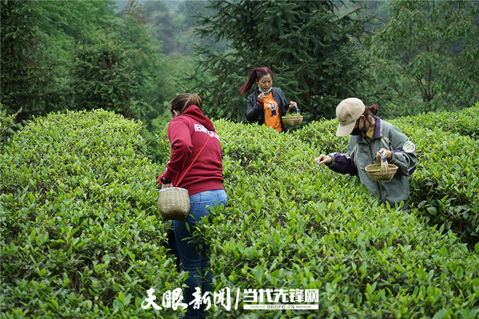 The tea plantations in Jiuan Township, which stretch for over 10,000mu (6 km²), offer lush scenery, and visitors may also try tea picking there.

📷 by Eyesnews

#SpringOuting #TeaGarden #TravelChina