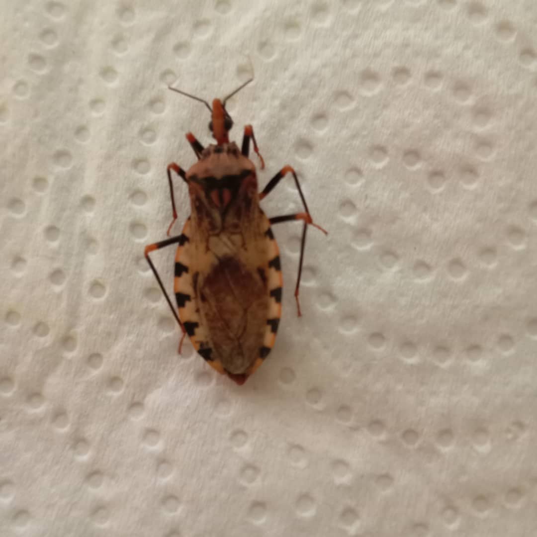 rosac123's tweet photo. ATENCIÓN
@eliasayegh @ElHatillo @ServiciosEH 
Ayer encontré este CHIPO en mi apto ubicado en La Boyera @ASOOCHO.
Requerimos que urgentemente se haga una fumigación masiva para detener la proliferación de este animal transmisor del mal de chagas
SOS 
SOS
SOS https://t.co/T7oFFk9zXo