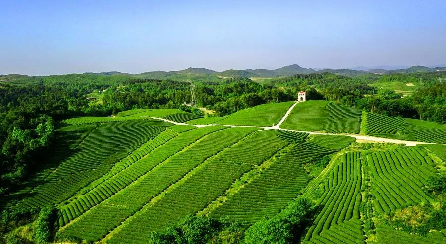 Duyun Maojian tea boasts over five centuries of history and was already regarded as the best tribute during the Ming Dynasty.

📷 by Eyesnews

#SpringOuting #TeaGarden #TravelChina