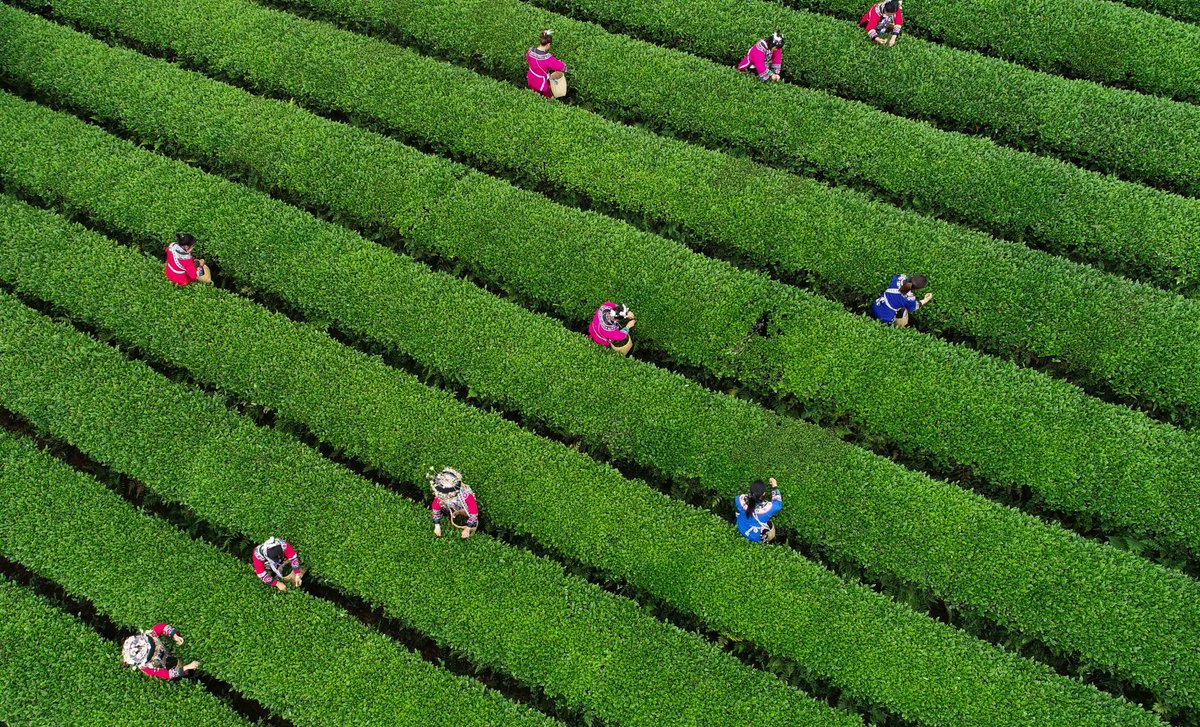 LiveinGuizhou's tweet image. Luosike Tea Plantations, located 15 km west of Guizhou's Duyun City and at an altitude of 1,738 m above sea level, enjoys a mild climate. Its unrivalled geographical and climate conditions make it the main producer of Duyun Maojian tea.

📷 by Eyesnews

#SpringOuting #TeaGarden