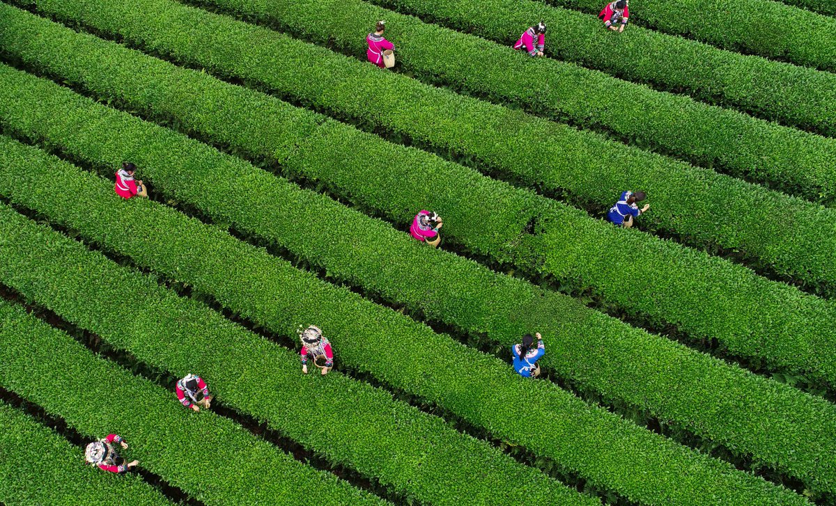 Luosike Tea Plantations, located 15 km west of Guizhou's Duyun City and at an altitude of 1,738 m above sea level, enjoys a mild climate. Its unrivalled geographical and climate conditions make it the main producer of Duyun Maojian tea.

📷 by Eyesnews

#SpringOuting #TeaGarden