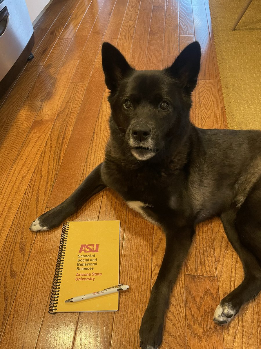 I could not be more thrilled to be joining ASU this fall as an Assistant Professor in Sociology! (Piglet is equally excited) @ASU @asu_ssbs