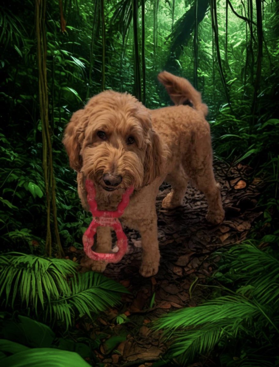 Tucker Waffles tweet media