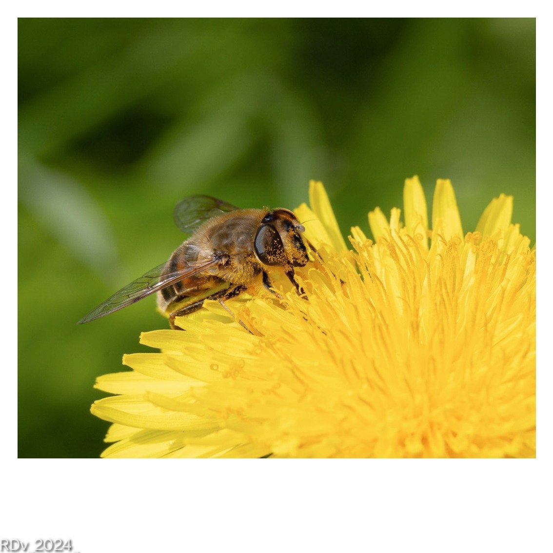 Busy bee 🐝 #beephotography #bees #NaturePhotography #naturelovers #NatureBeauty #naturelife #wildlife #TwitterNatureCommunity #TwitterNaturePhotography @ThePhotoHour