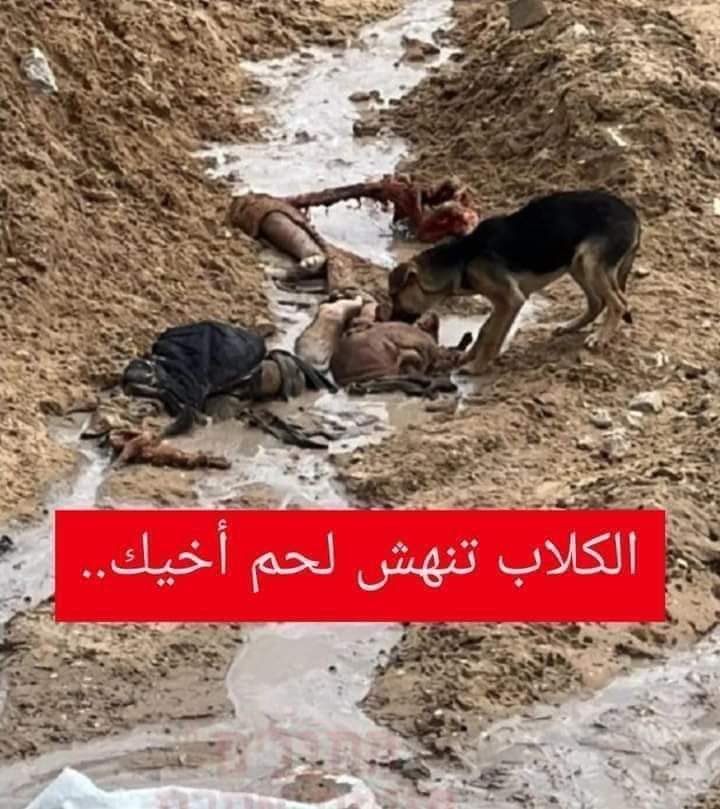 Afcq1954's tweet photo. مشهد جديد من غزة الكلاب تأكل جثث المواطنين المتحللة فى غزة منطقه حى الزيتون 
من يسكت اليوم يجب أن يعيد النظر في إنسانيته إن كان إنساناً وفي دينه إذا كان له دين وفي شرفه إن كان له شرف https://t.co/K7tzBFosOT
