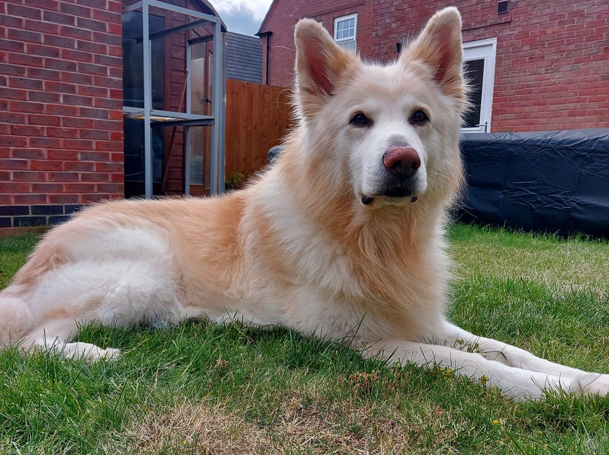 Yesterday I had to say goodbye to the love of my life, my big white fluffball Buddy.
He was the best friend a girl could have and never failed to make me smile (even when he was interrupting my #rEDNotts presentation 🤣)
I miss him with all my heart. 💔🐾💙