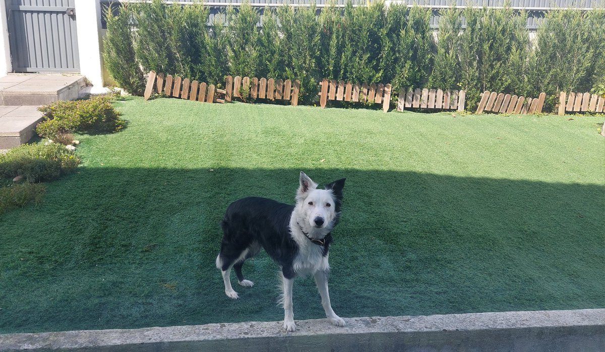 Spring is my favourite season! What is yours? #DogsonX #BorderCollie