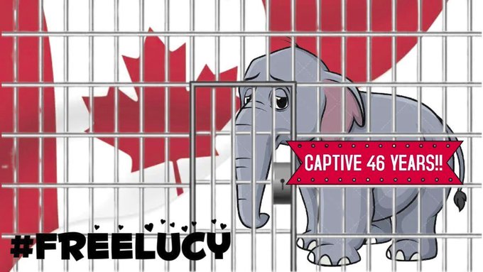 🚫#FreedomFriday for @lucyliberte
🔒CAPTIVE 4⃣6⃣ YEARS
🇨🇦@CityofEdmonton Valley Zoo!
➡️Follow @lucyliberte
🐘LIKE on @Facebook : facebook.com/groups/1384141…
🆘🆓🐘 #FreeLucy #canada #lucytheelephant #yeg #EdmontonValleyZoo #YegZoo @BuildingOurZoo