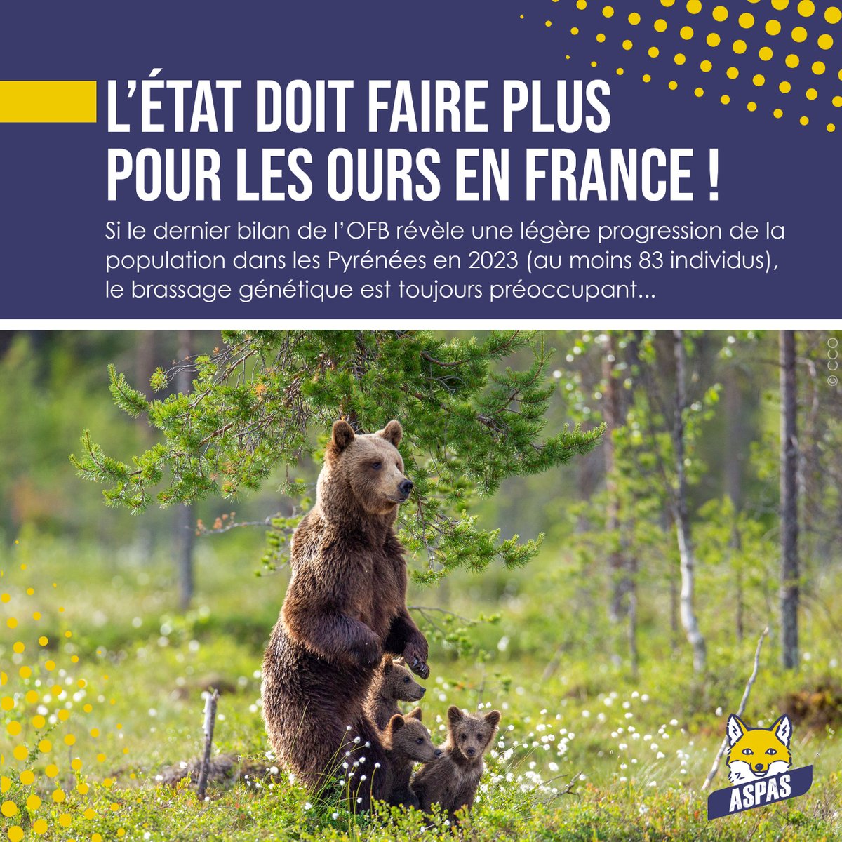 Si le taux de renouvellement de la population avoisine les 11%, la principale crainte pour l’avenir des ours dans les Pyrénées réside dans l’isolement géographique de certains individus... Agissons, @ChristopheBechu ! ▶️Notre communiqué : aspas-nature.org/letat-doit-fai… #JaimeLesOurs