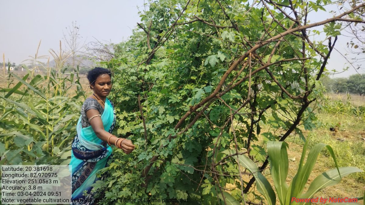 'Exciting progress in our PHF project! Mrs. Indu Bhoi from Bijighat village, Lakhna GP, Muribahal Block, is cultivating bitter gourd, brinjal, & banana with our support. Together, we're fostering sustainable agriculture and empowering rural communities. #PHFProject #Empowerment