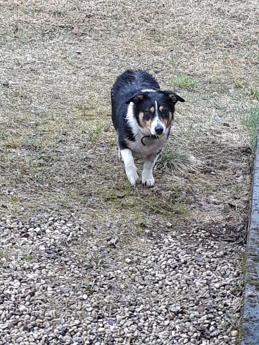 anetegreenfield's tweet photo. @Zoopolicija Pieklīdis sunītis!!!! 🆘🆘🆘Drabešu pagastā, Melturu dzelzsceļa pieturas rajonā! Gaudo, lai laiž iekšā, tik māja nav īstā… Padalamies ar ziņu, lai sunītis tiek pie saimniekiem ātri un bez raizēm! Lûdzu Share! https://t.co/5oFdSACZCY