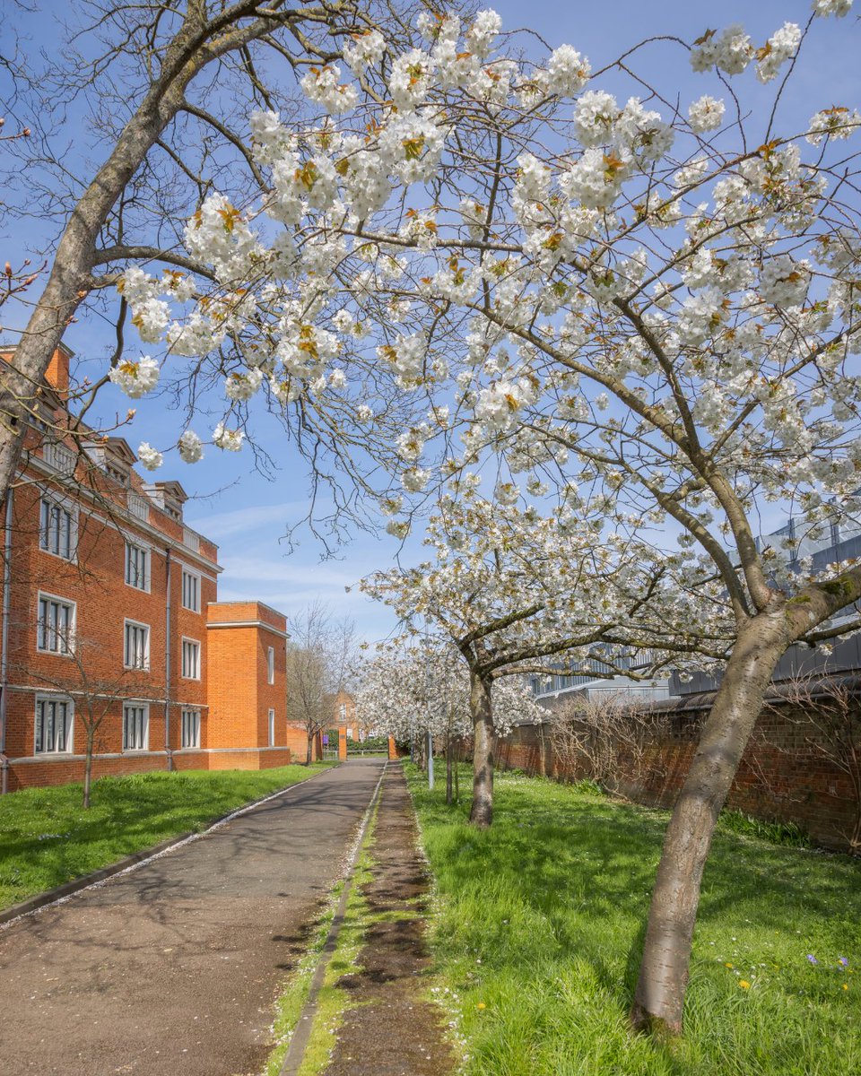 The cherry blossoms are springing to life at @Selwyn1882 🌸 📷 Lloyd Mann