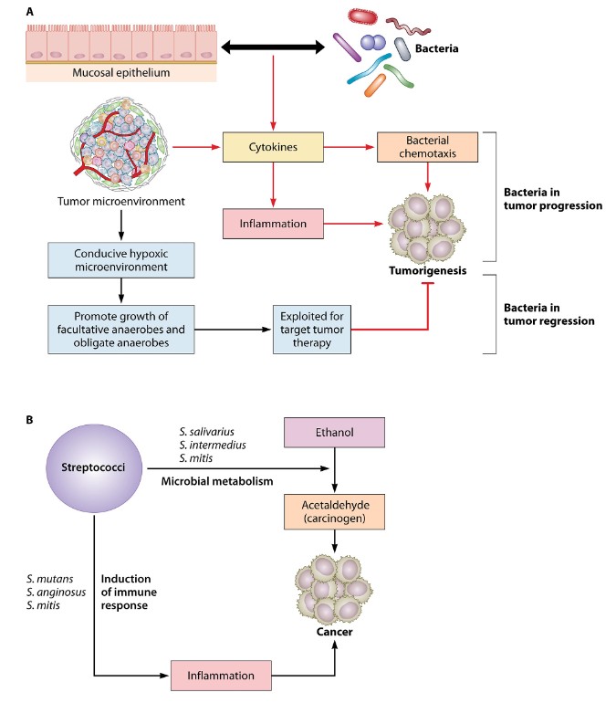 What role do oral streptococci play in cancer? This #MMBR review explores how perturbation of oral streptococci biofilms may impact tumorigenesis, with potential therapeutic applications. asm.social/1MV