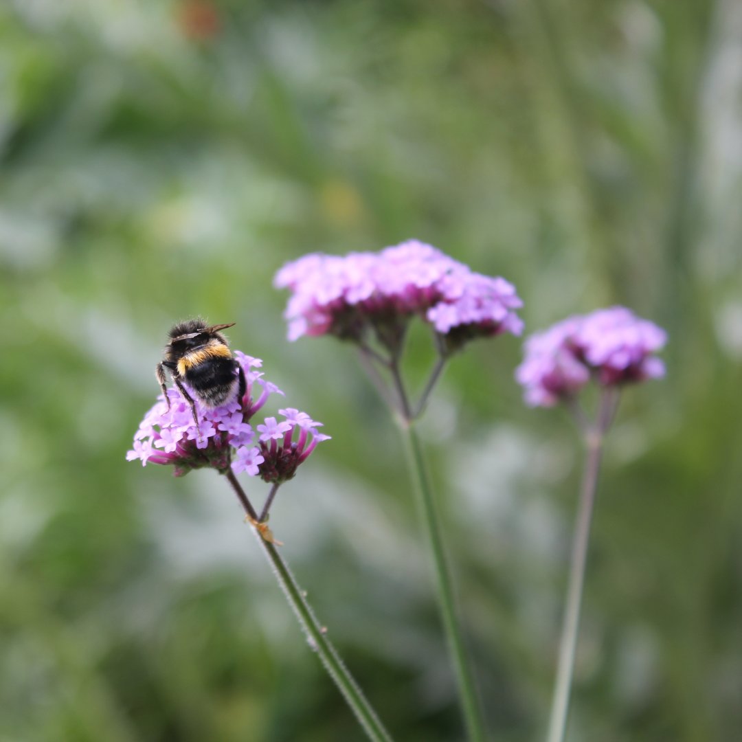 Our @ProjGivingBack @The_RHS Chelsea Flower Show garden designer Ula Maria has tips for your garden! 🐛Attract wildlife to your garden with trees, shrubs, water and decaying wood. Read more of Ula's tips: shorturl.at/fgIKM
