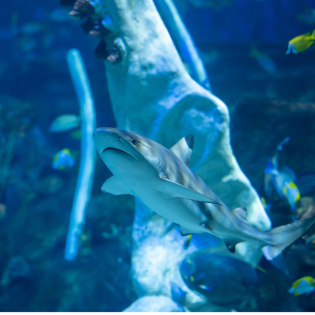 It's World Aquatic Animal Day 🐠🌎 So, today we're celebrating all the wonderful animals in our oceanarium 🦈💙