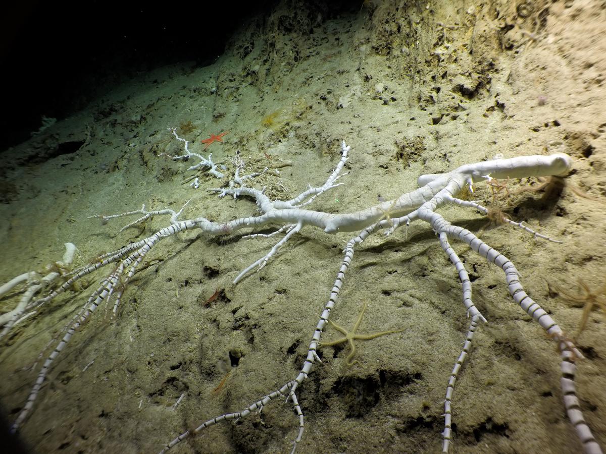 It's #WorldAquaticAnimalDay, so we want to remind you that while they may not look it, #corals are animals! This #coralskeleton clearly shows the alternate calcium carbonate and protein banding unique to the #bamboocorals.