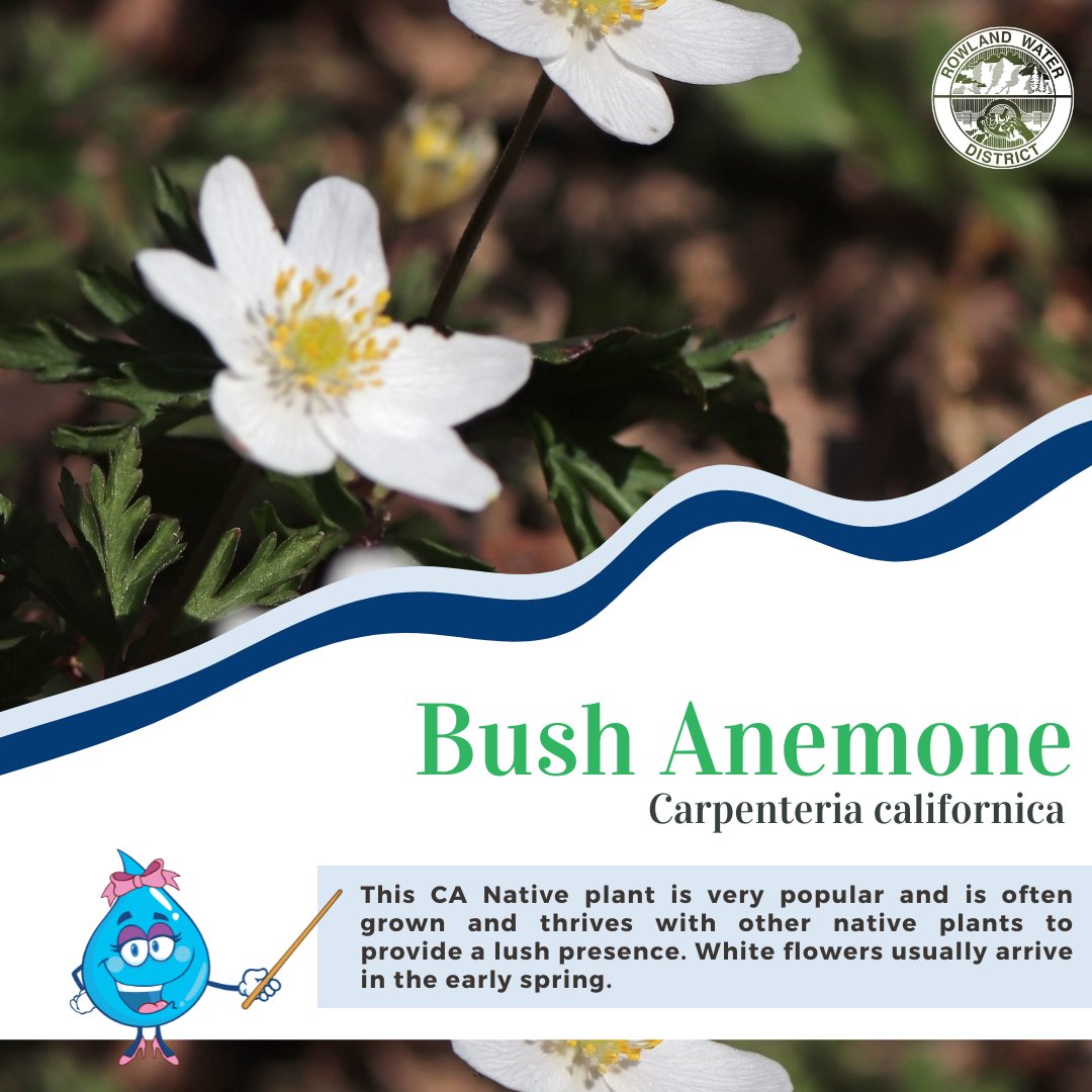 🌻The Bush anemone is a CA Native plant that thrives with other native plants. Its white flowers usually bloom concurrently with spring’s arrival . 👉Interested in learning more? Visit bit.ly/4cFLy9W #DiscoverRWD #PlantNative
