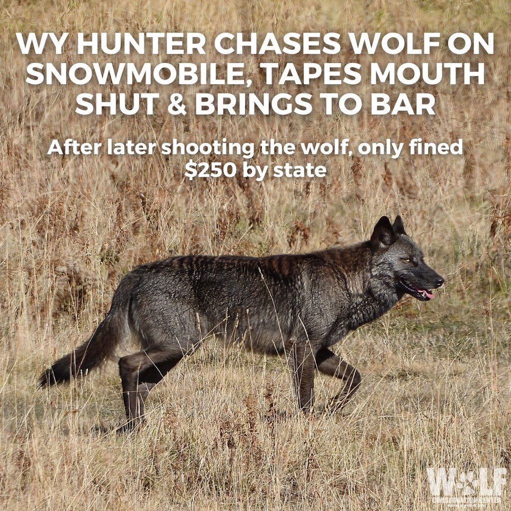 Movies_Wolves76's tweet image. Northern Rockies states DO NOT know how to manage wildlife!!! @SecDebHaaland @USFWS @Interior RELIST WOLVES NOW!!!! STOP ALLOWING SADISTIC TORTURE OF IMPORTANT SPECIES!!! #RELISTWOLVES #RELISTWOLVESNOW #ESA #COEXIST