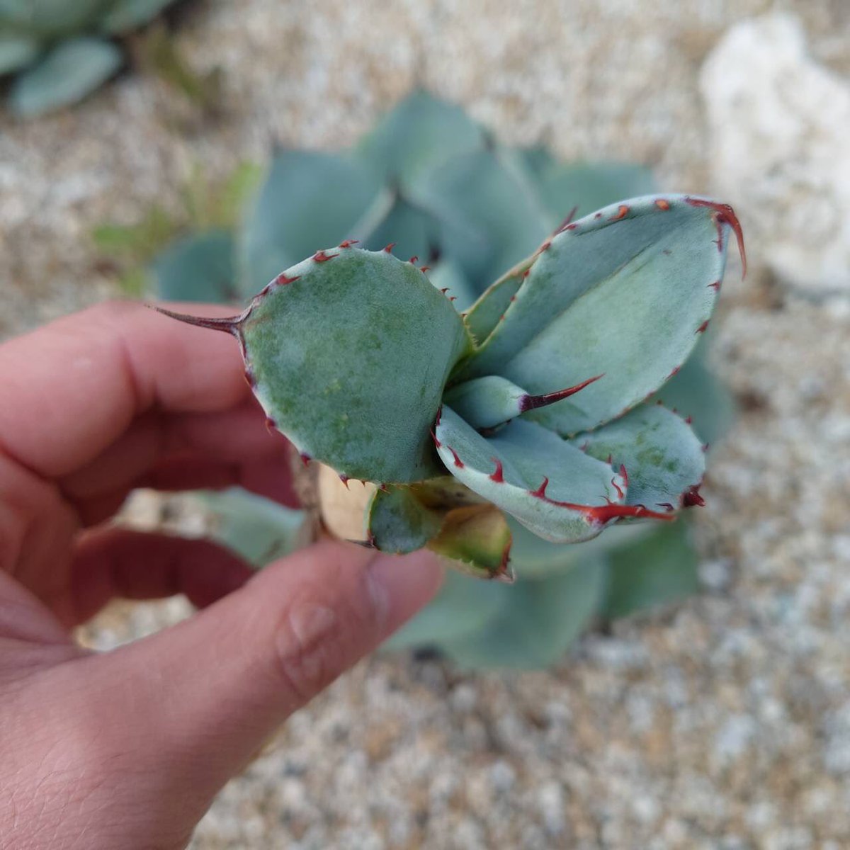cr_plants's tweet photo. ヤフオクの宣伝です🙏

https://t.co/6V0jF4yd5L https://t.co/HzTxgPLXWL