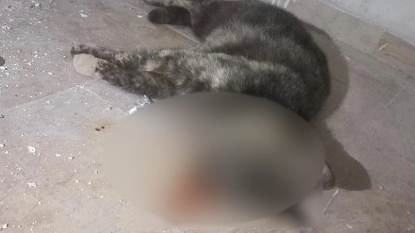 guclusinemm's tweet photo. İstanbul Esenyurtta yine bir sitede vahşice ��ldürülen Tontik' isimli kedi .

Erosu acımasızca katleden ceza almadığı için o günden beri hayvanlar acılar içinde öldürülüyor . Hayvan hakları anayasa alınarak yatarı olan cezalar verilmeli @adalet_bakanlik https://t.co/DVENO6Ymfx