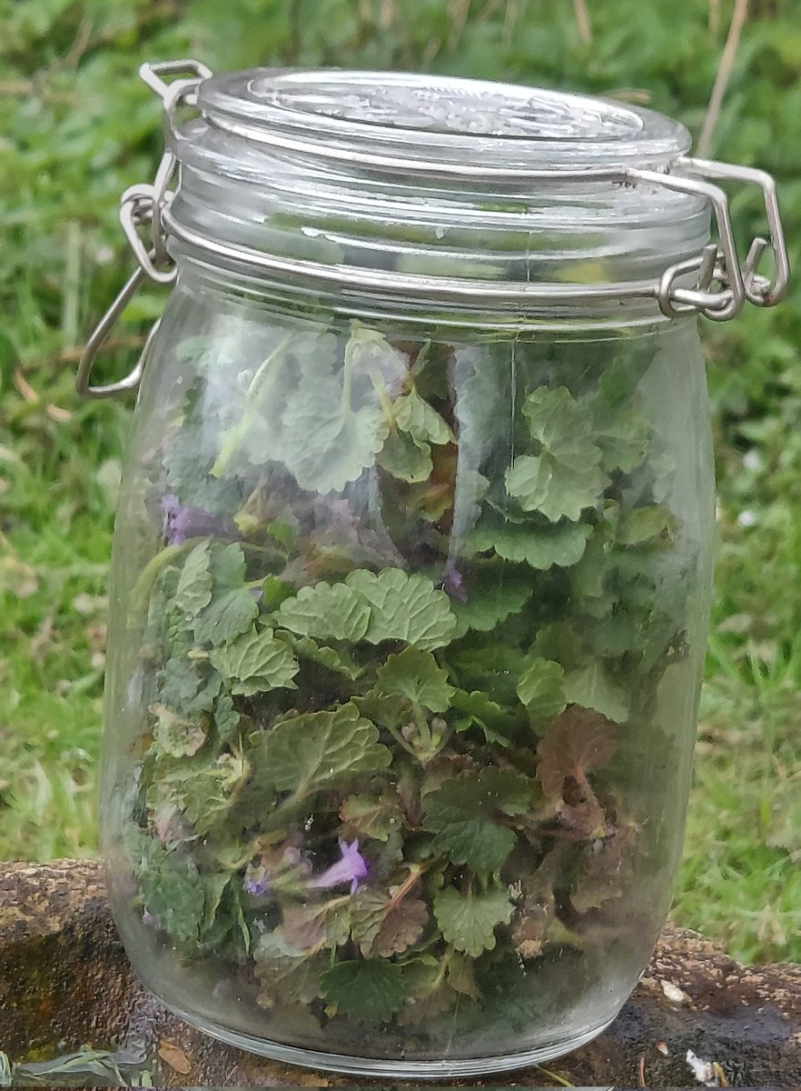 netherfield34's tweet image. Just #foraged a jar full of ground ivy leaves (&amp;amp; the occasional flower) from along the orchard hedges. I will sort through them later to check for critters then infuse in apple cider vinegar to make part of the pickle solution for wild garlic buds. #FoodForFree 🌱