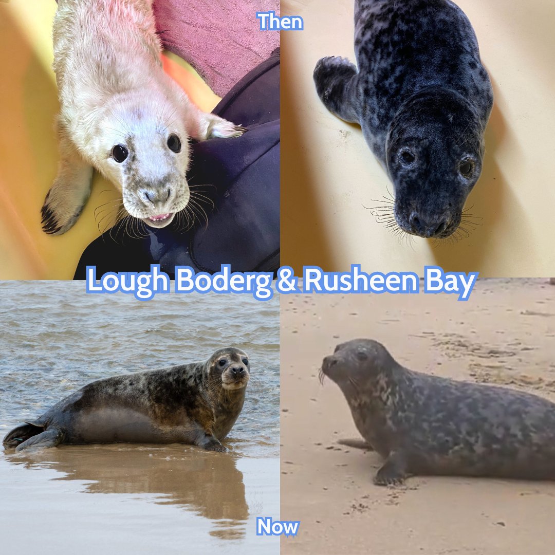 Then and now - our little sweetheart Boderg and go-getter Rusheen have returned to the wild! Tune in this Friday to watch their release!🦭🥰 #marineconservation #sealrescue