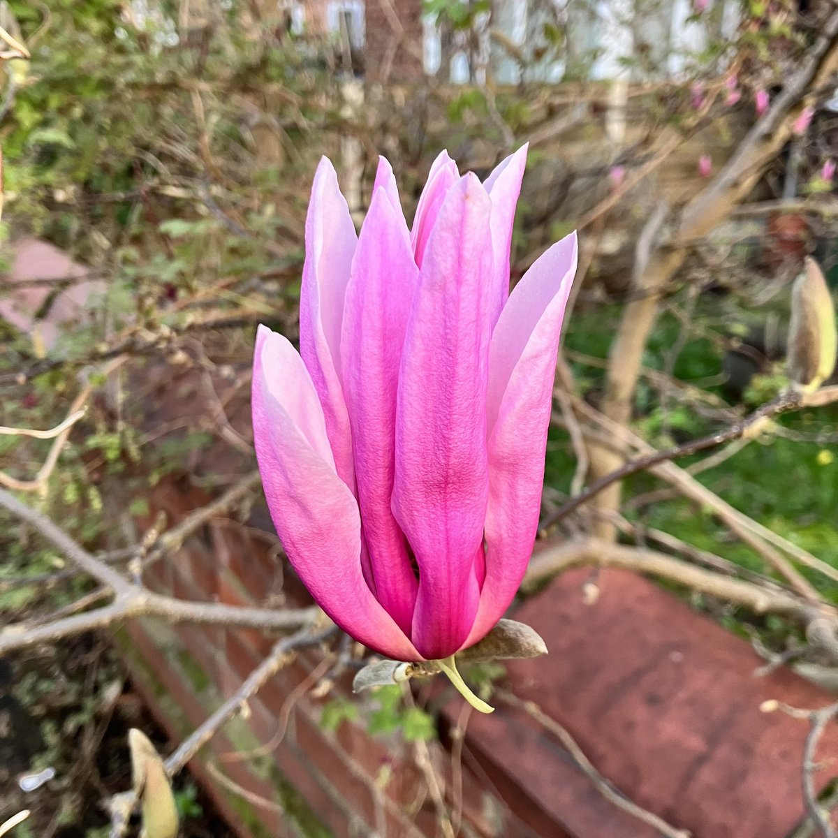 I just love magnolia blooms… they’re so PURPLE 💜💜