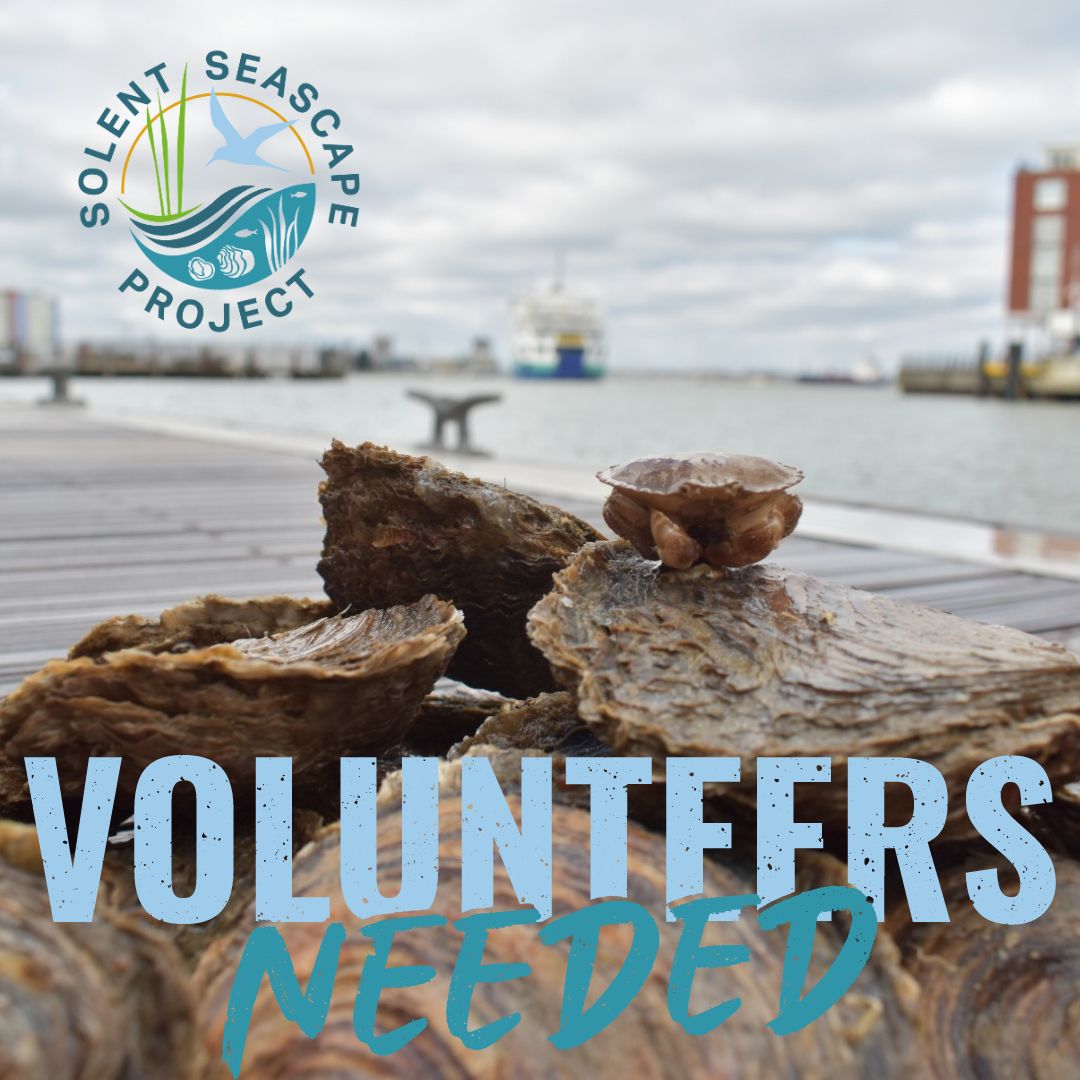 📢Calling all volunteers📢 The latest batch of oysters are arriving next week, we NEED YOUR HELP to clean them ready for their new home in the Solent! We would really appreciate as many hands on deck next Tues, Wed, Thur and Fri. Info and sign-up here: register.enthuse.com/ps/event/Solen…