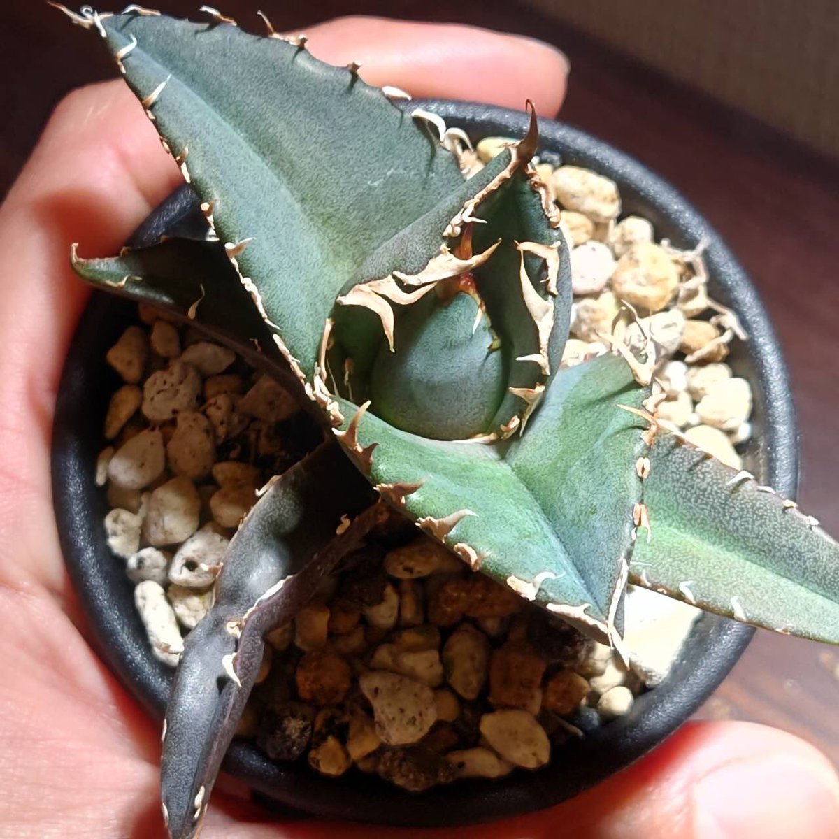 cr_plants's tweet photo. ヤフオクの宣伝です🙏②

https://t.co/6V0jF4yd5L https://t.co/HeY0GUlxUw
