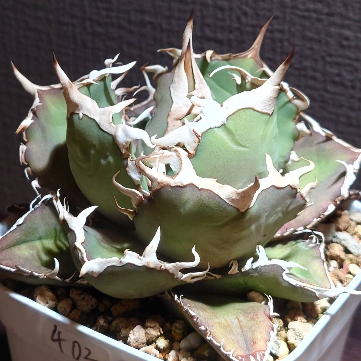 cr_plants's tweet photo. ヤフオクの宣伝です🙏②

https://t.co/6V0jF4yd5L https://t.co/HeY0GUlxUw