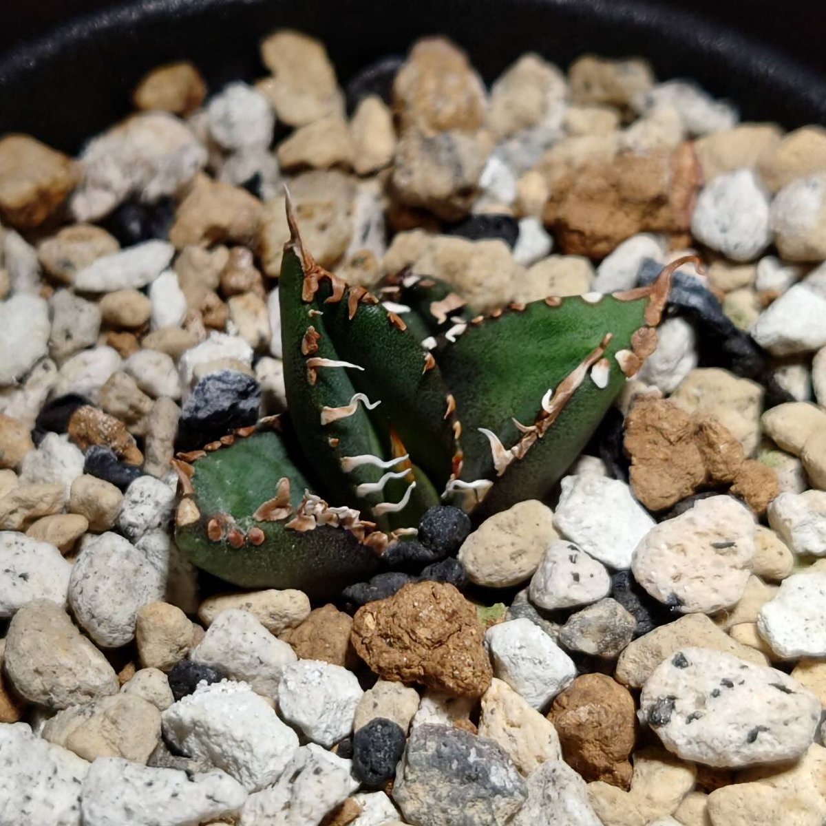 cr_plants's tweet photo. ヤフオクの宣伝です🙏②

https://t.co/6V0jF4yd5L https://t.co/HeY0GUlxUw