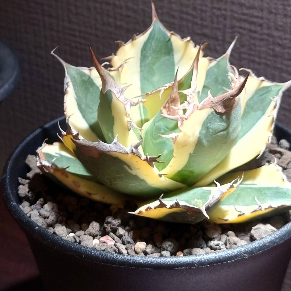 cr_plants's tweet photo. ヤフオクの宣伝です🙏②

https://t.co/6V0jF4yd5L https://t.co/HeY0GUlxUw