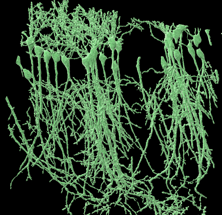 My daughter's first confocal image produced during her work experience in the Bioimaging hub - it was only 15 years ago she was colouring in Peppa Pig!🙂🐷