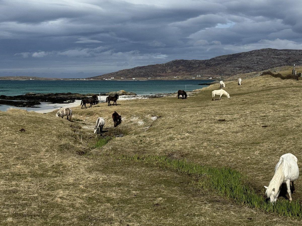 No sea tours for us just now as the wind is blowing a little too much for it to be comfortable but we did manage a walking tour around Eriskay, ending up in the Am Politician for a good cup of tea. #uistseatours #eriskay #eriskayponies #ampolitician #walkingtour #uist