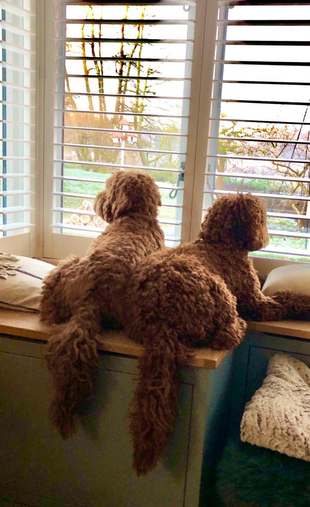 SaraGreenPR's tweet photo. Are you #writing about #dogfriendly #holidaycottages? I’ve got lots to tell you! https://t.co/0PHc8ISSD9