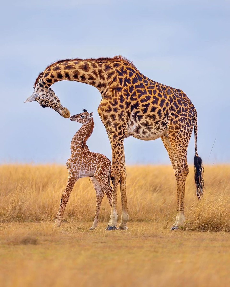 A mother’s love #TiredEarth #biodiversity