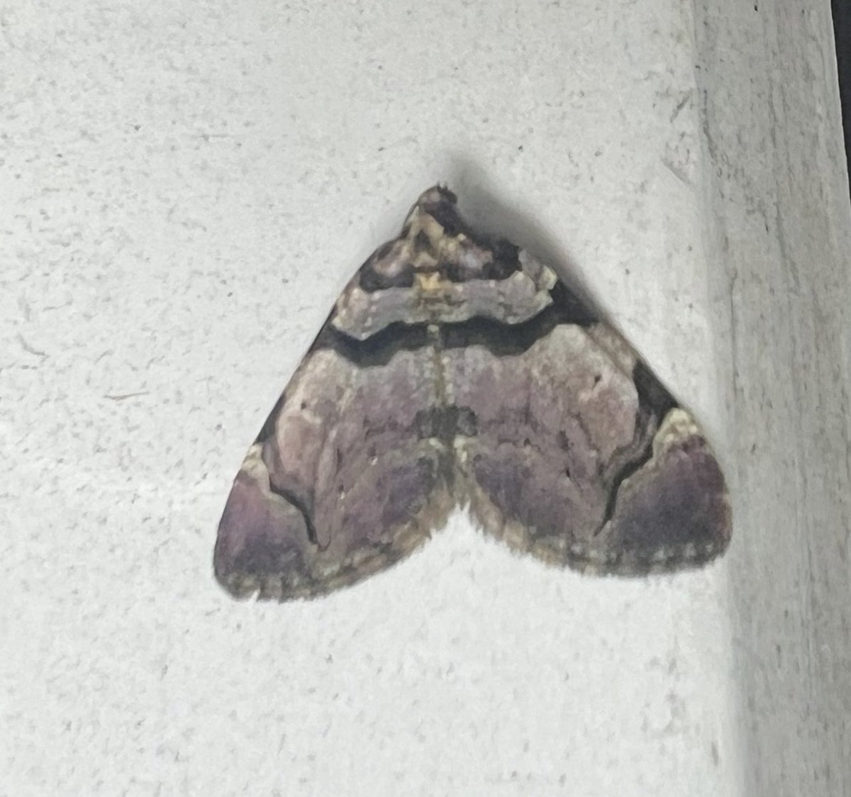 Moth people! Can’t find my moth guide: can anyone help with this beauty by my front door? (Sorry about quality)