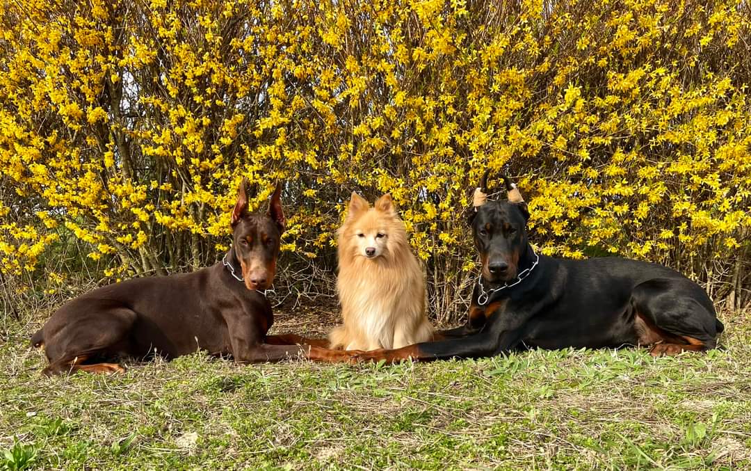 radatheboss's tweet photo. Beautiful spring photo
Draco Dominus Gul'dan with his friends 😊
#DracoDominusdobermannkennel #DracoDominusprince #DracoDominusteam #Europeandoberman #Dobermanforum #Dobermannwork #Dobermanpinscher #dobermannlove #dobermanpride #doberman_featured https://t.co/5gGXSzFy5T