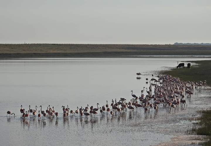 Flamencos #17deAgosto