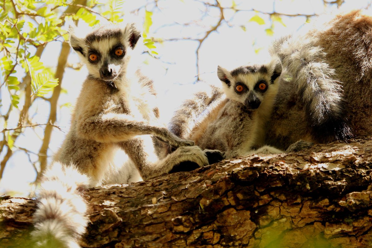 RandRtours's tweet photo. We still have spaces on our two Madagascar group tours with our hugely popular and personable Malagasy tour leader, Daniel.

'A Magical Overland Journey in Madagascar' (September) https://t.co/OT2Axjhw3K 

'The Wildlife of Northern Madagascar' (October) https://t.co/o030jPTuRv https://t.co/gAQ3GChMI5
