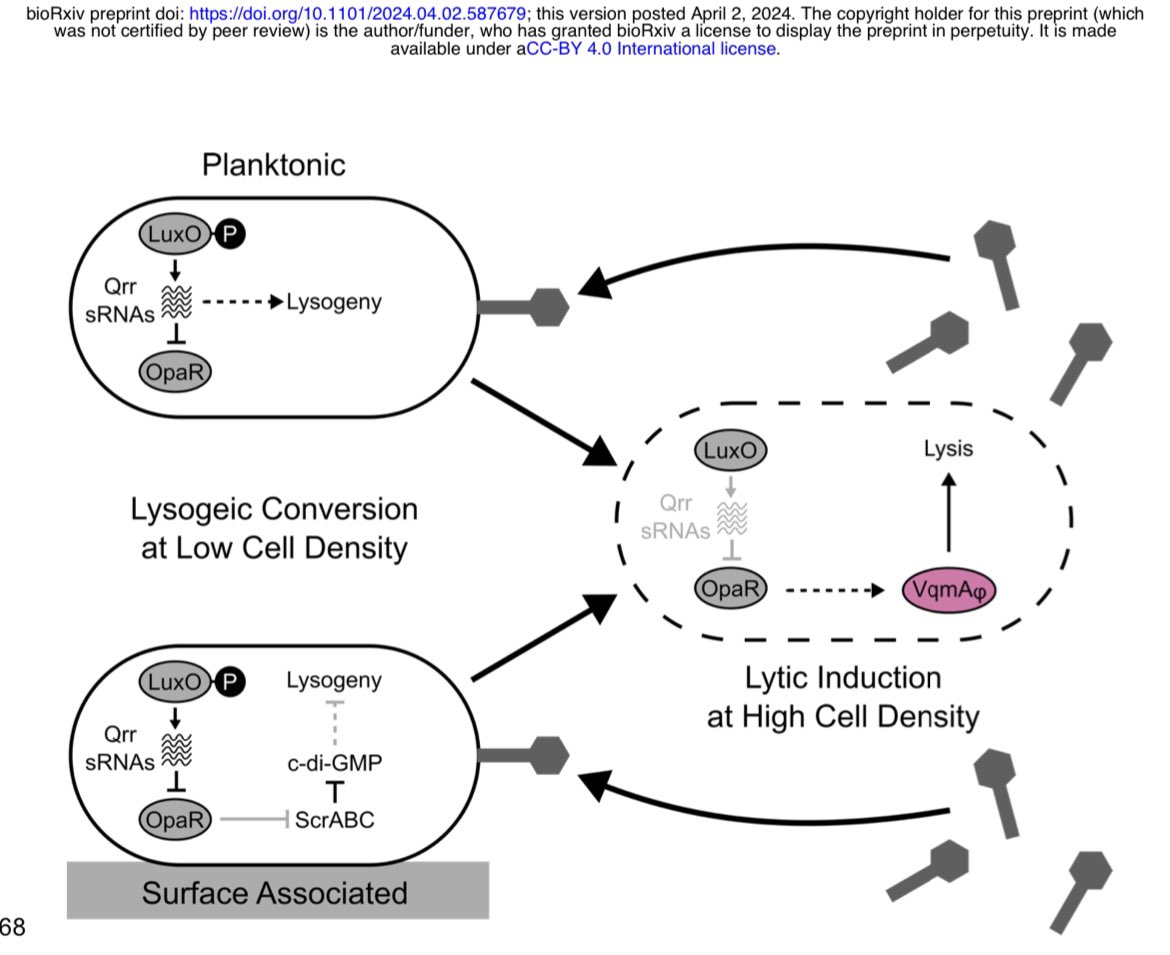 Frank Santoriello tweet media