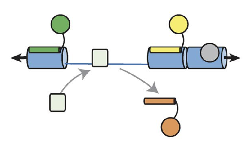 BIOLOGY/BMS External Seminar - Prof. Ben Goult @bengoult @LivUni - Talin in mechanomemory: spatial organisation encoded by binary mechanochemical switches. Wednesday April 17th, 1-2 pm, BMS Seminar Room RM001. Hosted by @UliSchwarzLinek 📷 PMID:30254032