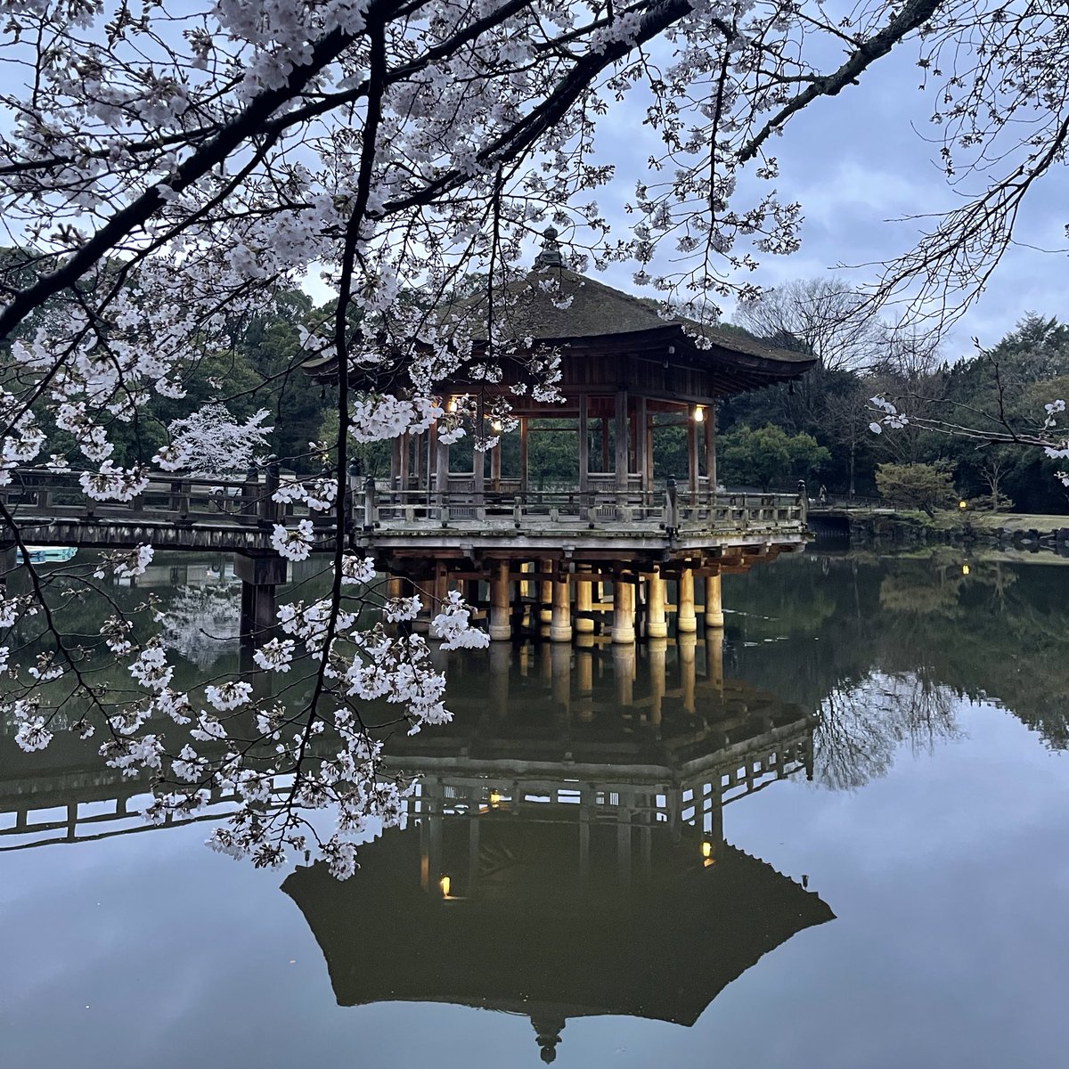 ma_ko_masako's tweet photo. これぞ古都の美しさ。
雨上がりで人がいなくて、しっとりとした美しい桜と水面に映る浮見堂に見惚れた。
#奈良 https://t.co/UfYkgYrD4B