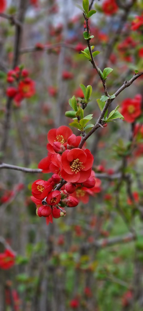 A very red Chaenomeles really stands out in the garden. They are very common in Japanese gardens and besides red, they come in white and light pink. The fruits are ediable. #Flowers #gardening