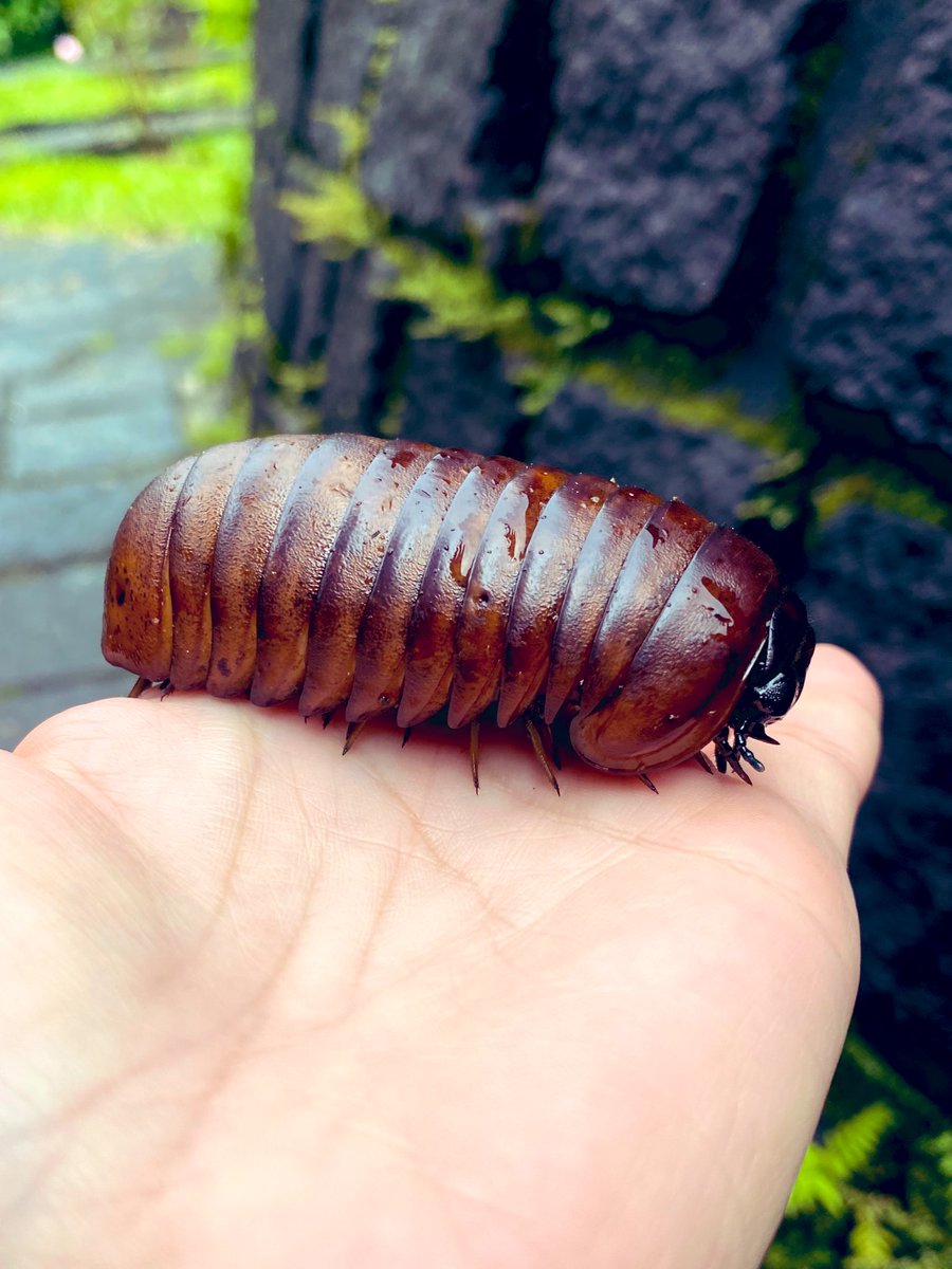 Giant pill millipede <a href="/CentreValBio/">Centre ValBio</a>