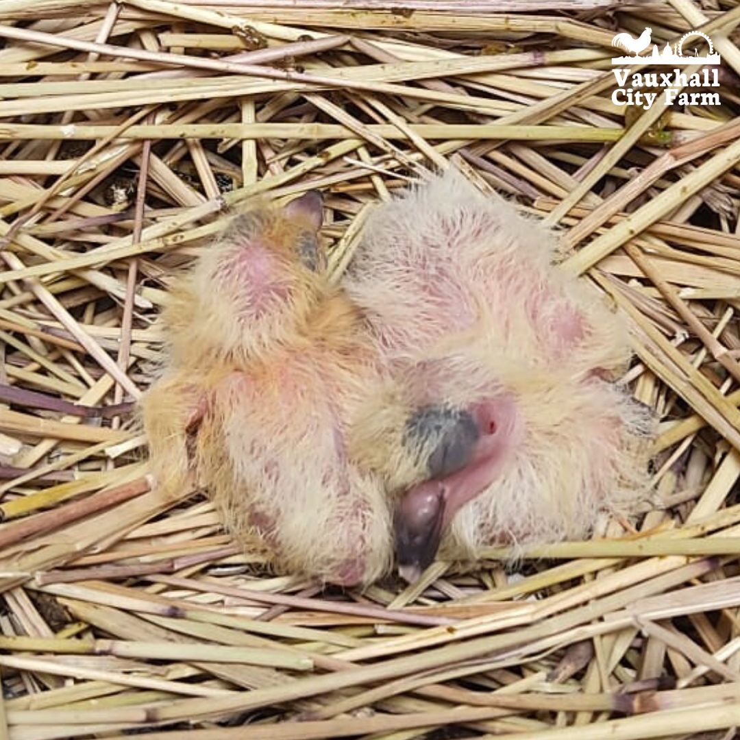 Have you ever seen a baby pigeon? Us Londoners are surrounded by these birds everyday, but very few of us have ever acuallty seen a baby one. #VauxhallCityFarm #London #AnimalLovers #Farm #Central London #BabyPigeon #Pigeon #Brixton #Community #Farm