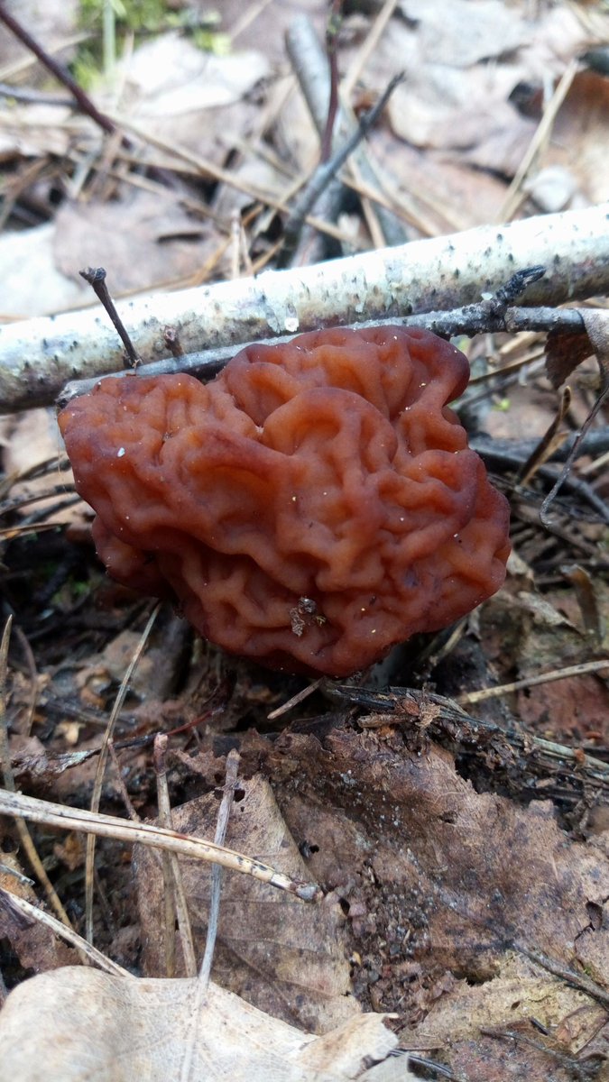 LX8111's tweet photo. Some false morels. There are not as much as usual. #Frühjahrsgiftlorchel #GyromitraEsculenta #FalseMorel #Pilze #Mushroom #Fungi https://t.co/fCKE7kAGgD