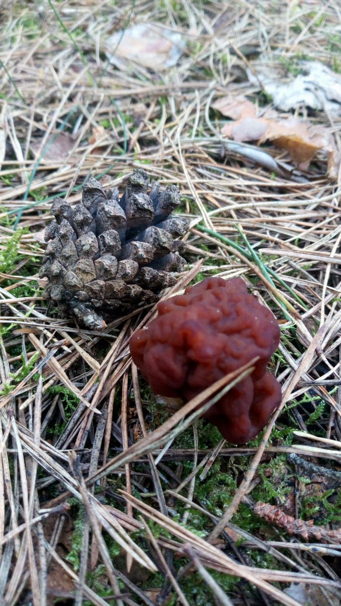LX8111's tweet photo. Some false morels. There are not as much as usual. #Frühjahrsgiftlorchel #GyromitraEsculenta #FalseMorel #Pilze #Mushroom #Fungi https://t.co/fCKE7kAGgD