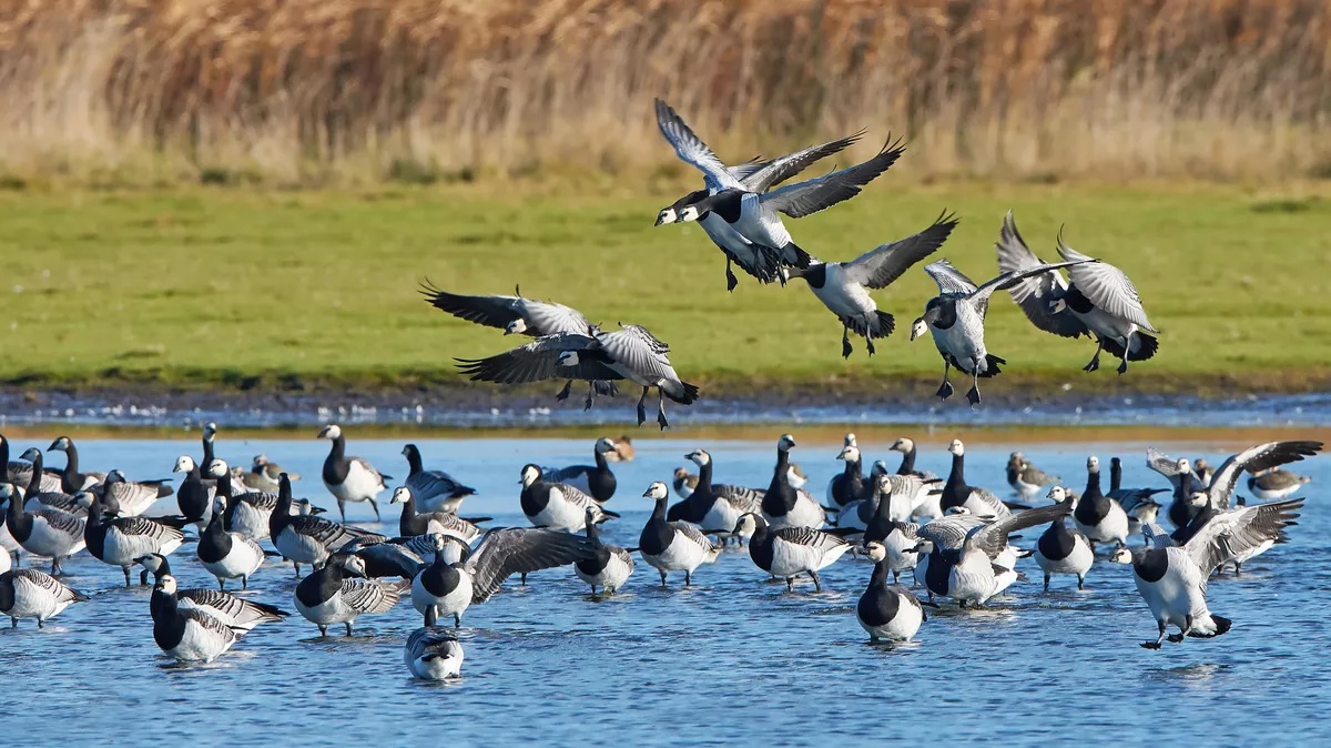 🇪🇺🐣🚨 #Influenza aviaire : la surveillance #OneHealth est essentielle pour empêcher l’évolution du virus Un rapport scientifique de l'EFSA et de l'ECDC évalue les facteurs de risque d'une éventuelle pandémie de grippe et les mesures d'atténuation ow.ly/9pcR50R7gTL